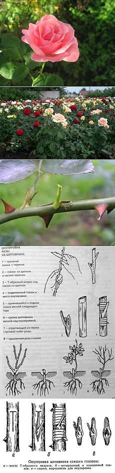 Размножение роз черенками осенью в грунт: подробная инструкция + тонкости
