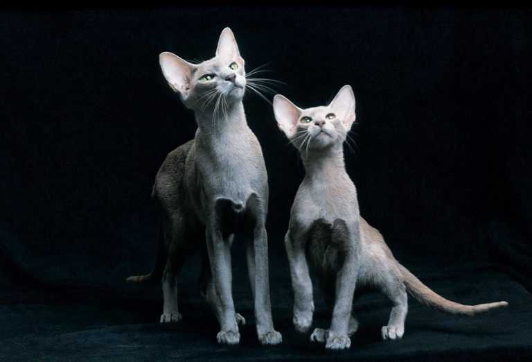 Происхождение и описание кошек породы ориентал