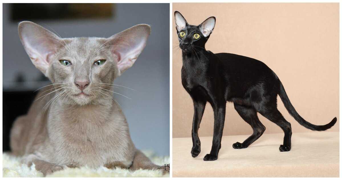 Ориентальная кошка – зеленоглазая «азиатка» с ушами-опахалами