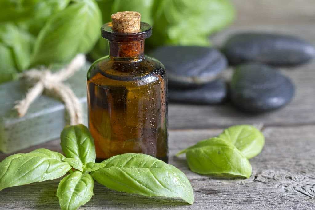 Эфирное масло базилика: свойства, применение в ароматерапии, для лечения насморка, гриппа, при пищеварительных проблемах