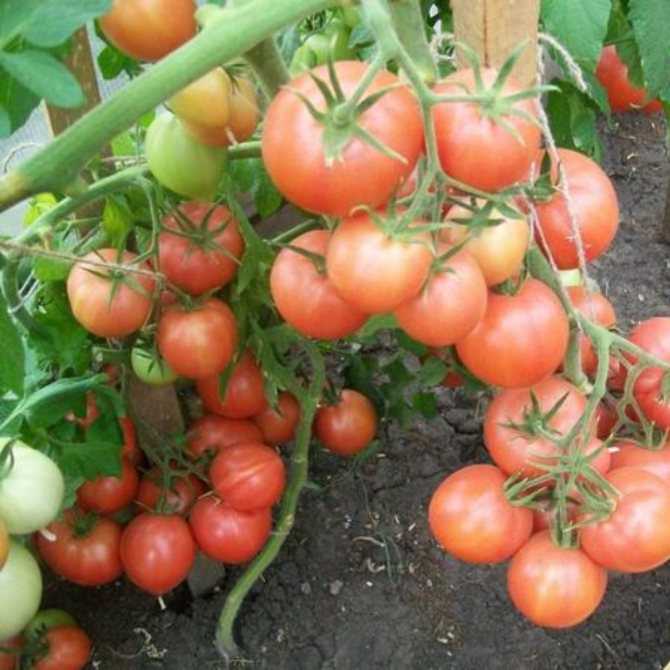 Гибрид томата «афродита f1»: фото, отзывы, описание, характеристика, урожайность