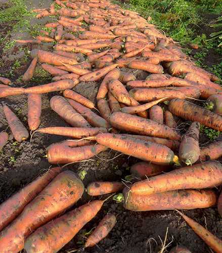 Морковь «нантская» – характеристика сорта, выращивание и уход