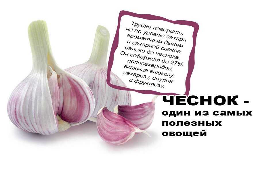 Ялтинский (крымский) лук: польза для организма, калорийность, полезные свойства