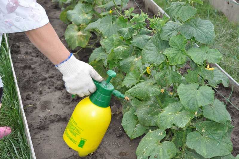 Использование нашатырного спирта при обработке растений - полив, подкормка, защита