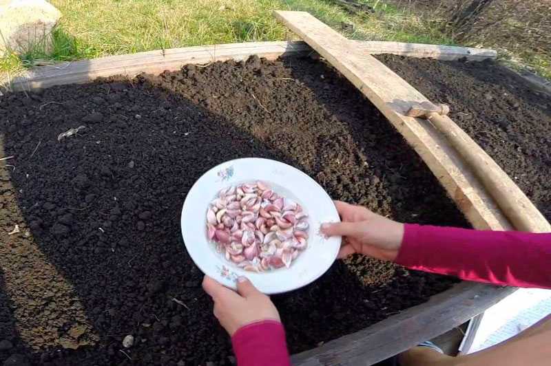 Выращивание чеснока в открытом грунте: посадка, уход, подкормка
