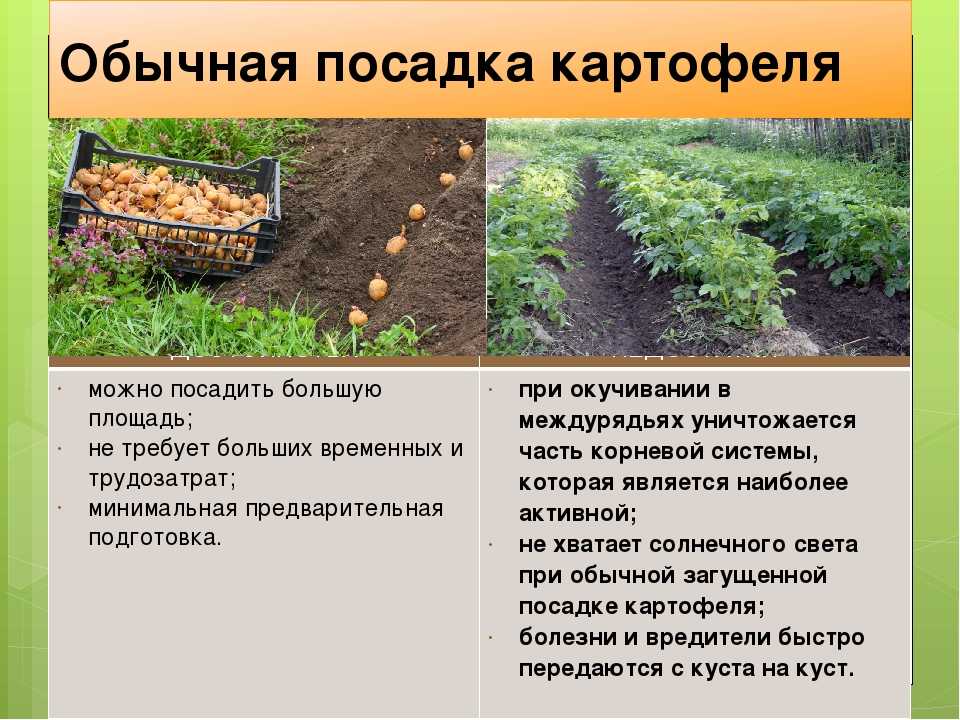 Выращивание картофеля в мешках: технология посадки и ухода