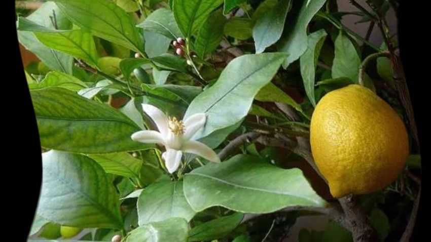 Обрезка лимона в домашних условиях для плодоношения – практическое руководство с фото [2019]