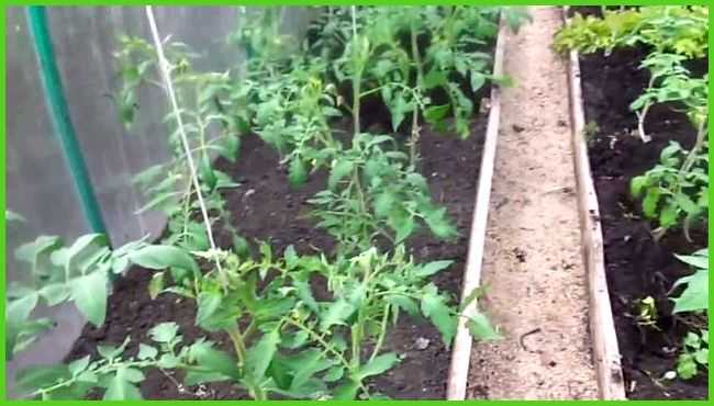 Мульчирование томатов в теплице: когда и как его проводить, виды мульчи русский фермер