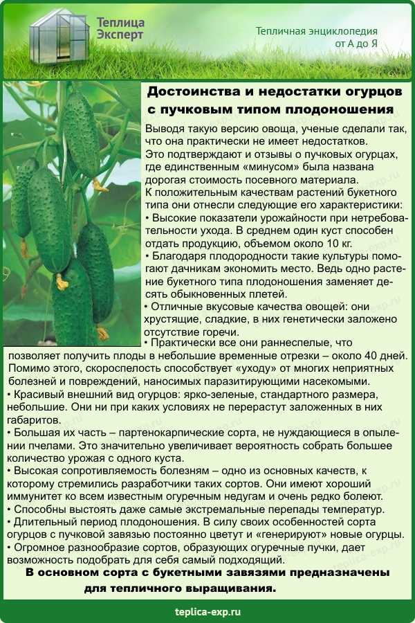 Огурцы феникс: описание и урожайность сорта, выращивание и уход
