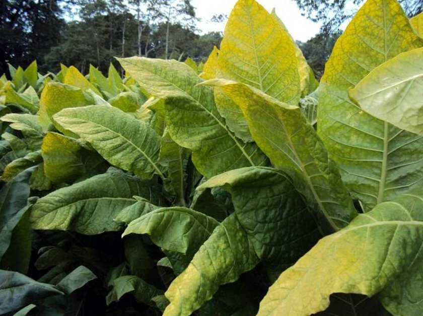 Табак гавана (havana): описание сорта, его преимущества и недостатки, выращивание, отзывы