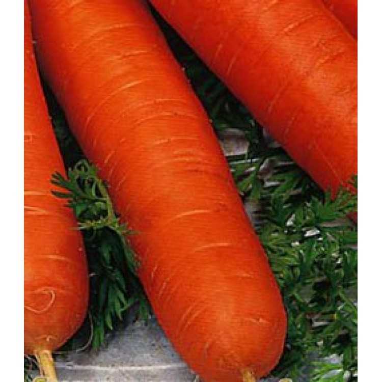 Морковь семена лучшие сорта для открытого грунта Сибирь. Морковь сорт Барон. Морковь Нантская без сердцевины семена. Лучшие сорта моркови для средней полосы