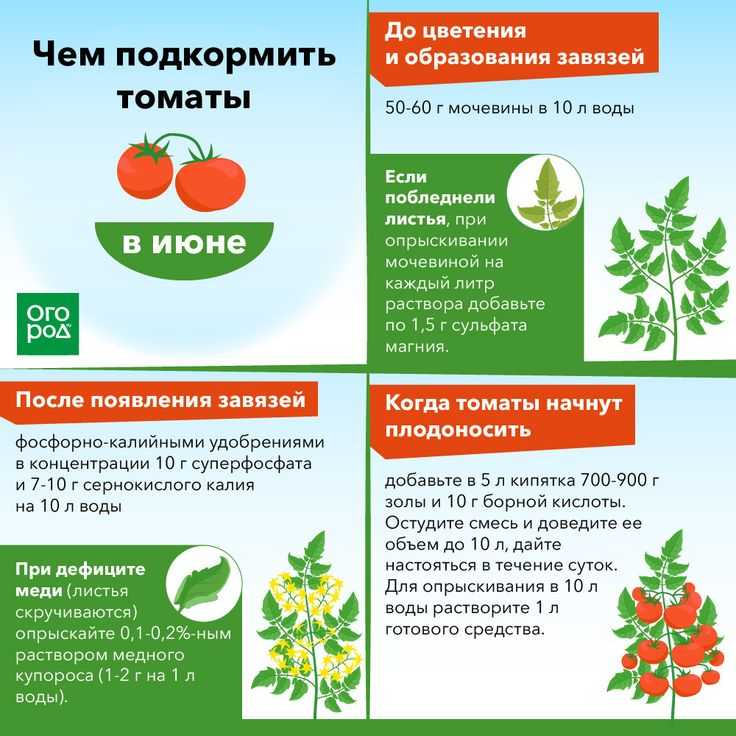 Как вырастить помидоры в домашних условиях: пошаговая инструкция, особенности ухода