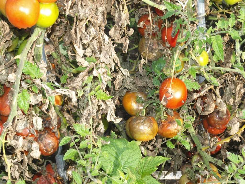 Болезни томатов с фото и как с ними бороться. признаки, профилактика и лечение