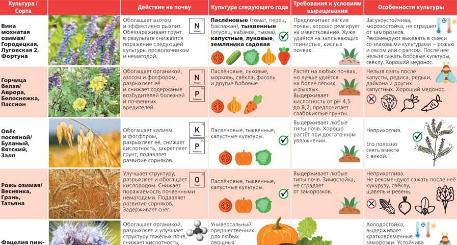 Тыква "витаминная": описание и фото, особенности выращивания