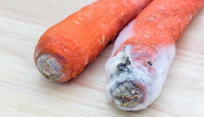 Хранение моркови в погребе или подвале зимой