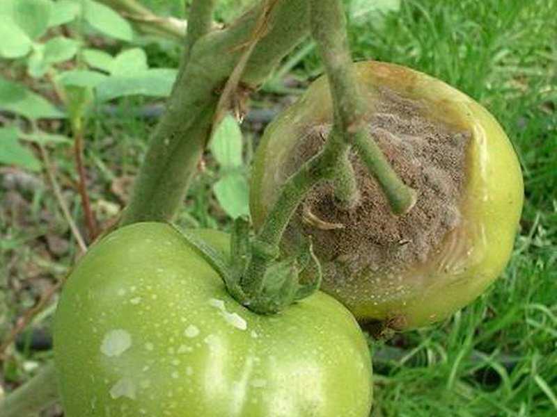 Болезни томатов в теплице: разновидности + как бороться