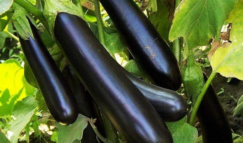 Баклажан чёрный принц: особенности сорта, выращивание | садоводство24