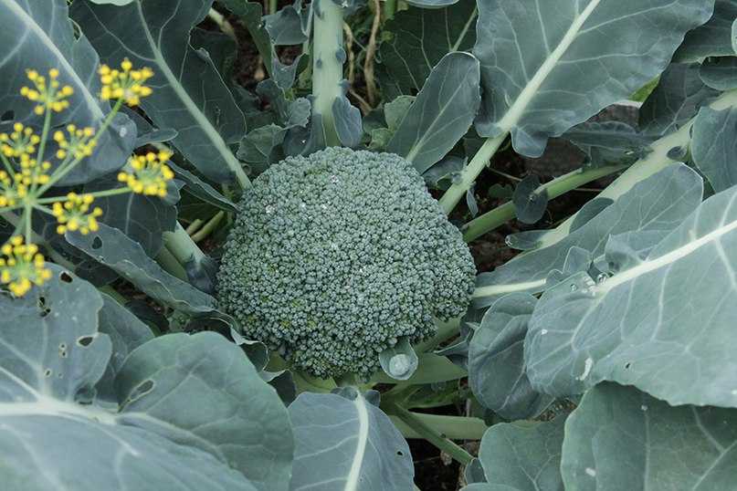 Как выращивать капусту брокколи на даче в открытом грунте - от посадки до сбора урожая