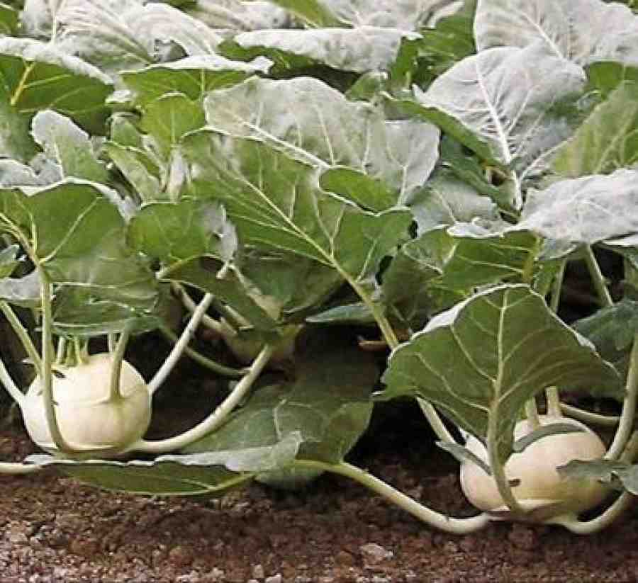 Кольраби: выращивание и уход за капустой, правила получения хорошего урожая