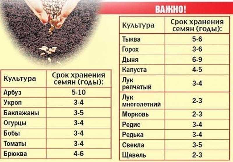 Ростки базилика: фото, как они выглядят, каковы принципы выращивания рассады из семян, как правильно подобрать грунт и что делать, если всходы вытянулись? русский фермер