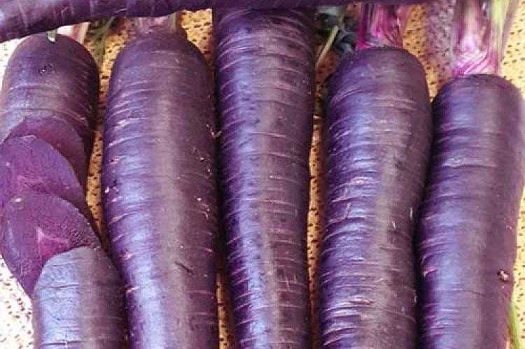 Фиолетовая морковь: шоколадный заяц f1, карамель, пурпур, сиреневая королева, семена, синяя, описание сортов и гибридов, краткая история и отзывы
