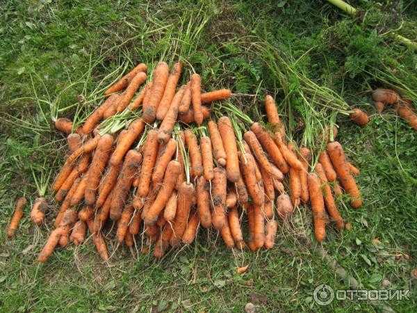 Морковь красный великан (роте ризен): описание и характеристика сорта, основные особенности, преимущества, недостатки, правила выращивания и урожайность