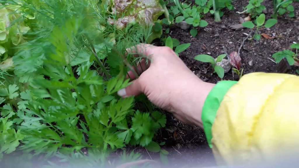Укроп - посадка и уход в открытом грунте, выращивание из семян