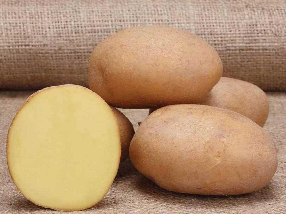 Картофель лапоть отзывы. Картофель сорт лаперла. Картофель семенной Гранд. Картофель Гранд элита. Семенной картофель Гранада.