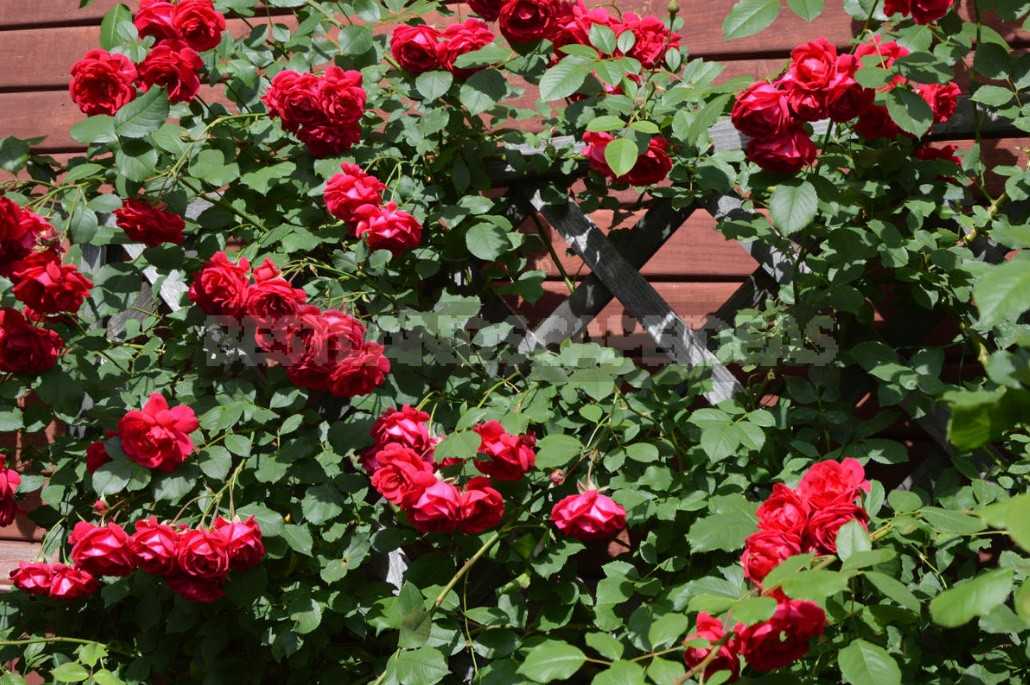 Зимостойкие сорта цветущих плетистых роз