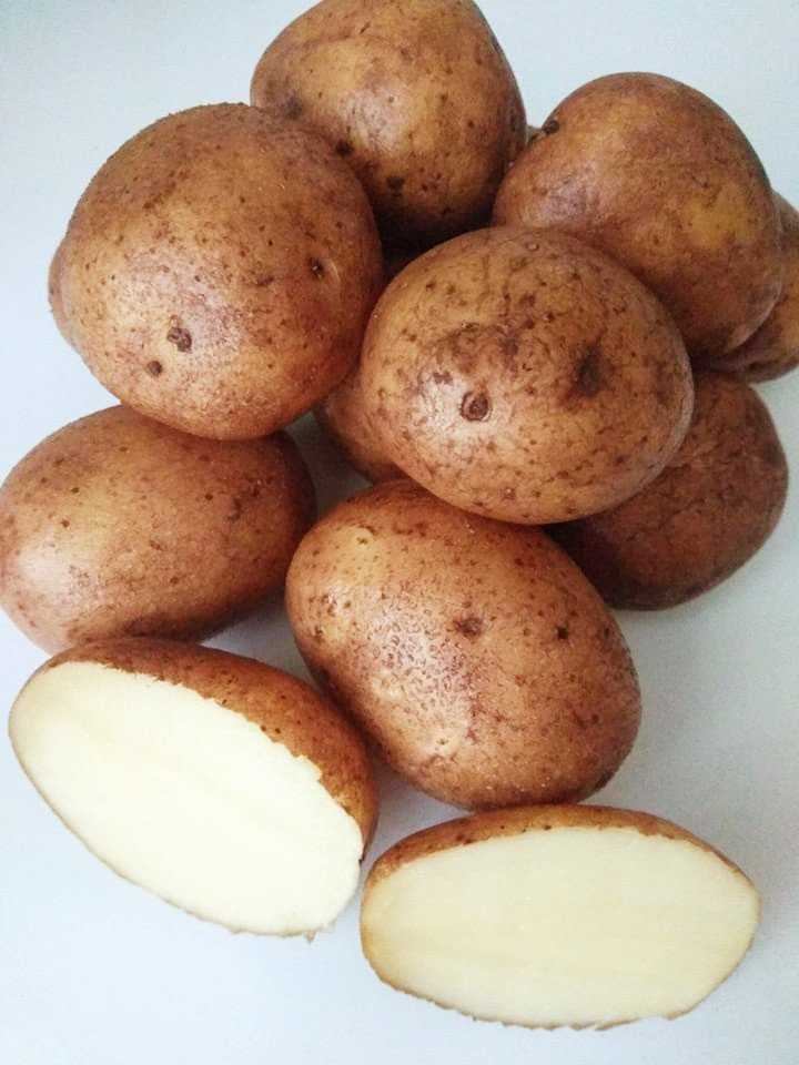 Сорта картофеля с кожурой красного цвета