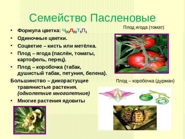 Пасленовые овощи — список названий растений