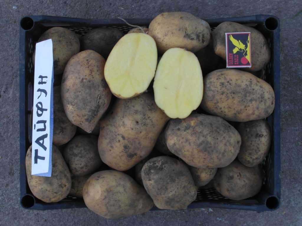 Неприхотливый в уходе и высокоурожайный сорт картофеля «агата»