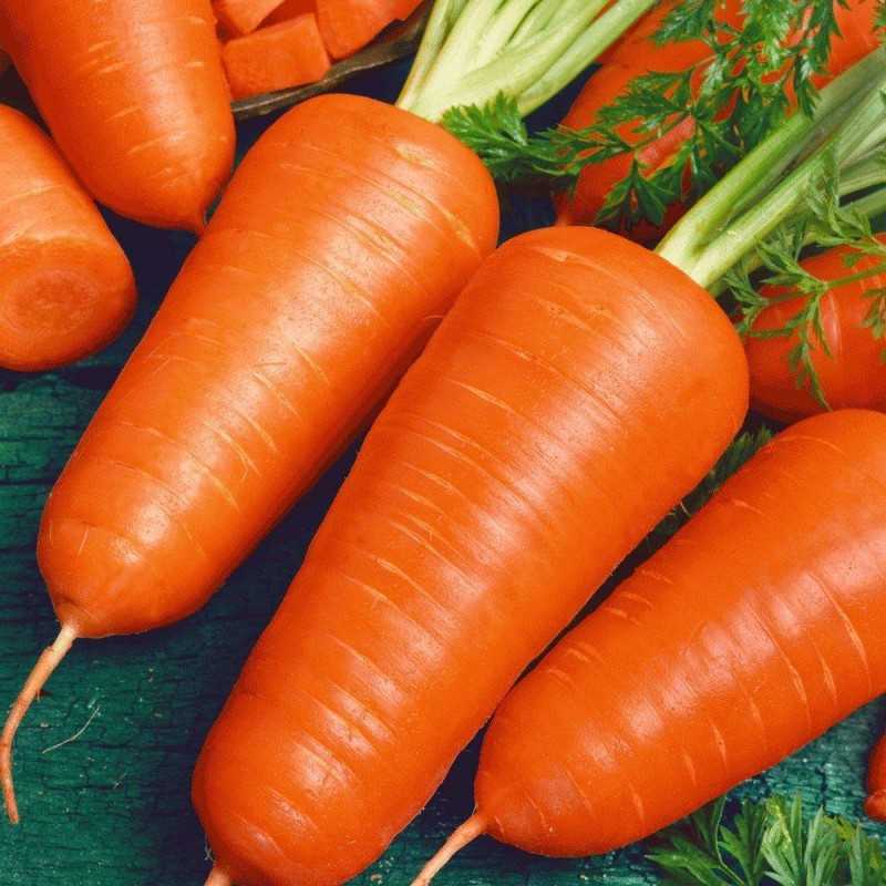 Морковь курода шантане отзывы фото