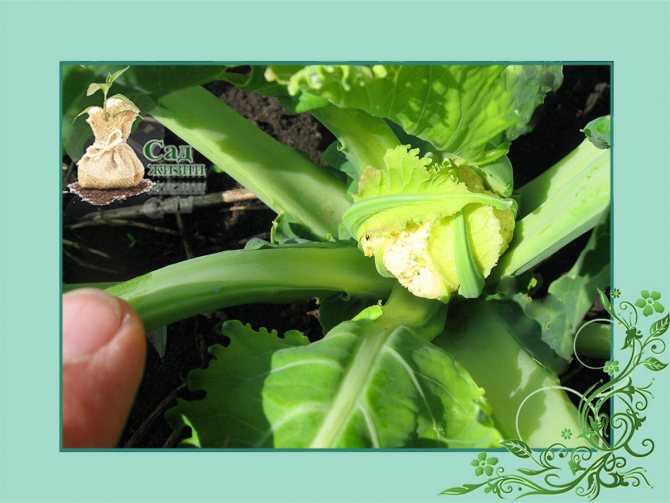 Что делать, если брокколи зацвела и как правильно выращивать капусту, чтобы это предотвратить