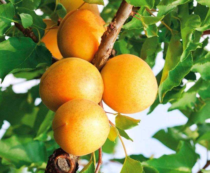 Лучшие сорта абрикосов для дачи: ранние, среднеспелые, поздние, описание, преимущества, критерии выбора