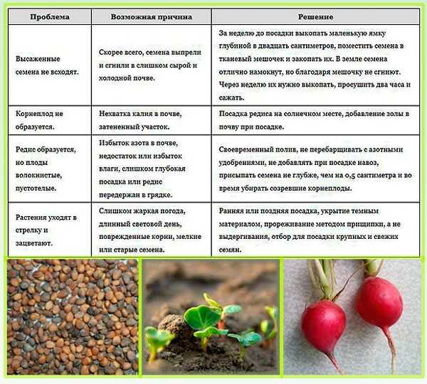 Схема посева семян редиса
