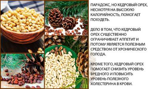Кедровые орехи польза и вред для организма, полезные свойства и противопоказания