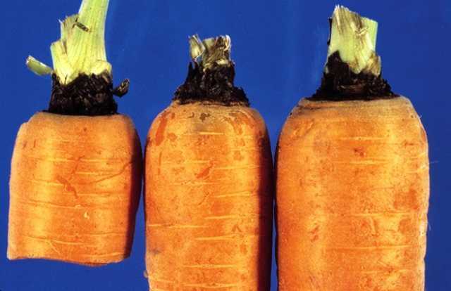 Болезни моркови при хранении: правила успешного хранения