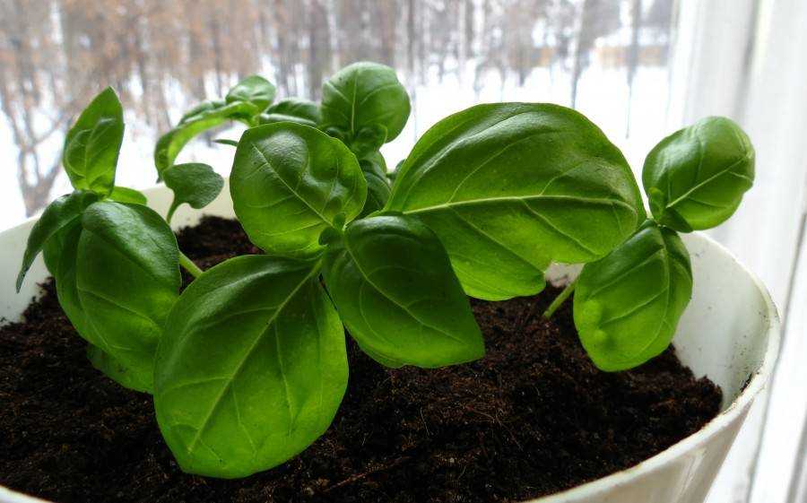 Как вырастить базилик из семян на подоконнике в квартире пошагово с фото