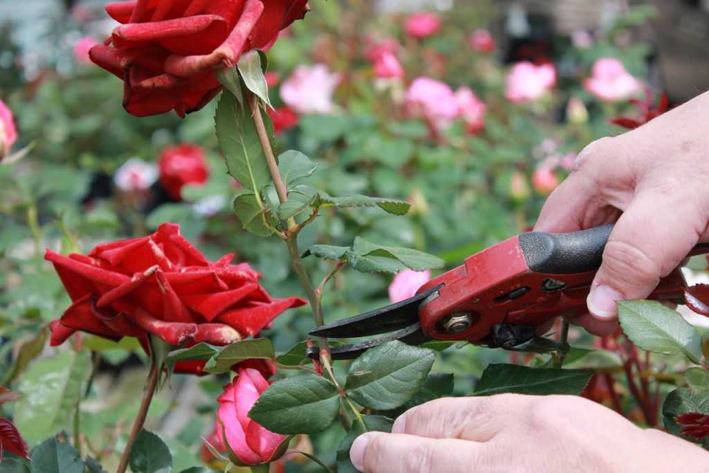 Посадка роз в открытый грунт летом в июне и июле, можно ли, как правильно сажать