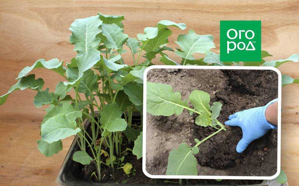 Как сажать капусту брокколи в открытый грунт и технология высадки — как сажать брокколи капусту в открытый грунт