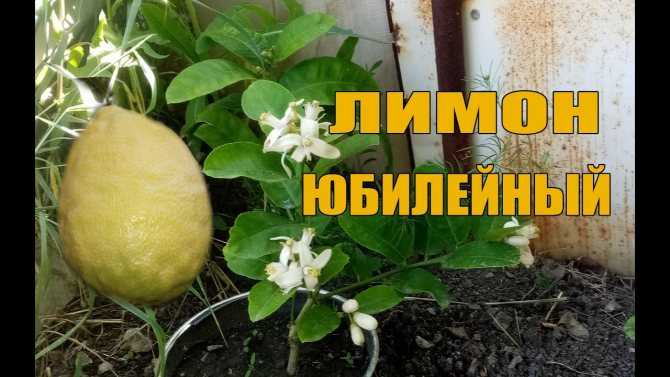 Лимон пандероза – уход в домашних условиях