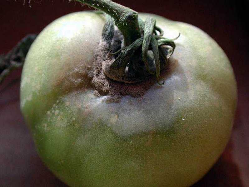Вершинная гниль томатов в теплице и открытом грунте: лечение и профилактика | садоёж