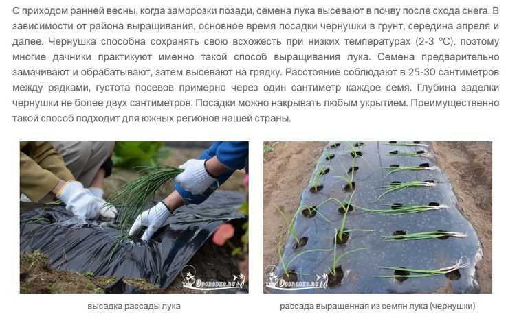 Посадка лука севка – секреты сбора щедрого урожая