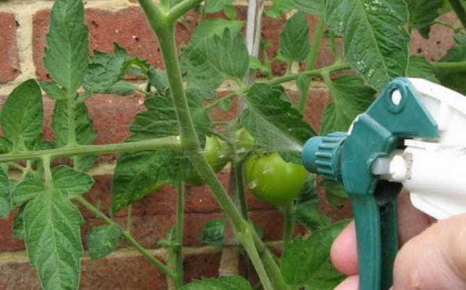 Как избавиться от белокрылки на томатах в теплице
