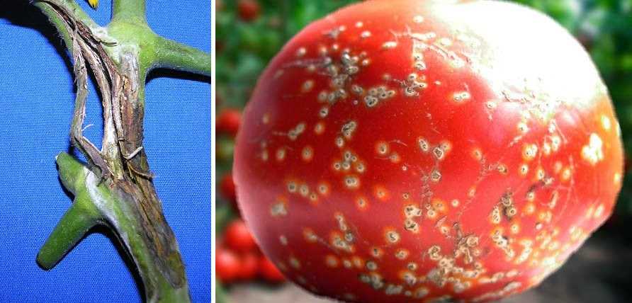 Болезни томатов и меры борьбы с ними | садоводство и огородничество