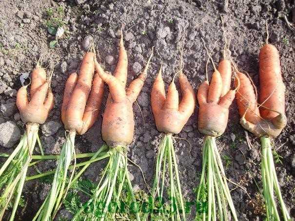 Почему морковь уродливая: рогатая, корявая, разветвленная, что делать, как надо было ухаживать