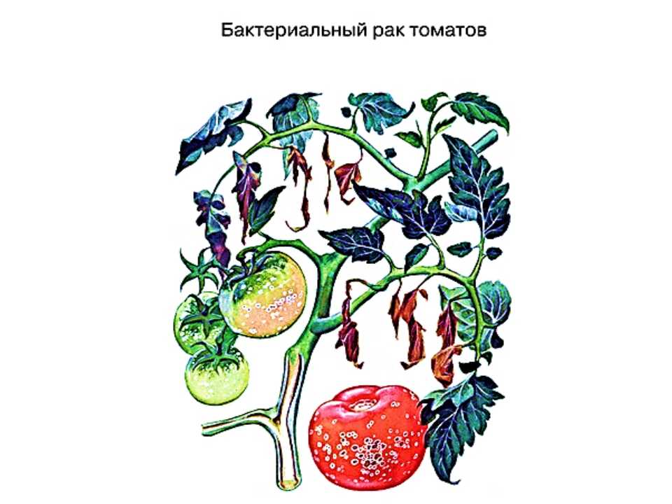 Бактериальный рак томатов - заболевания | нпц «фармбиомед»