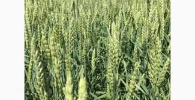 Озимая пшеница губернатор дона: характеристика сорта и его описание, нормы высева и урожайность