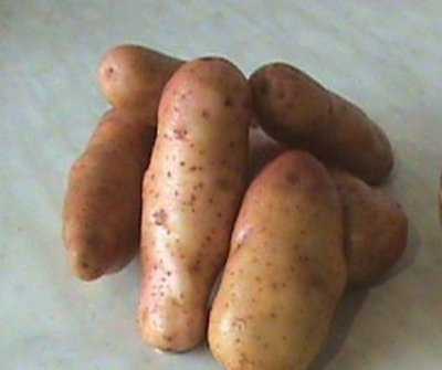 Картофель иван-да-марья или красная шапочка: что это за сорт, характеристика